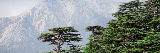 Lebanonalone's profile banner image