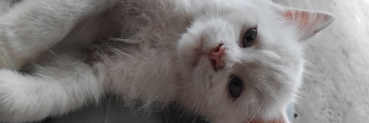 ⪩⪨﹢°𓈄𐬹 banner