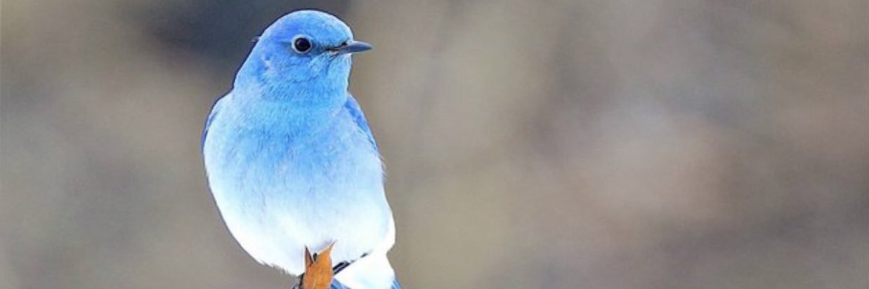 ubermaru66's profile banner image