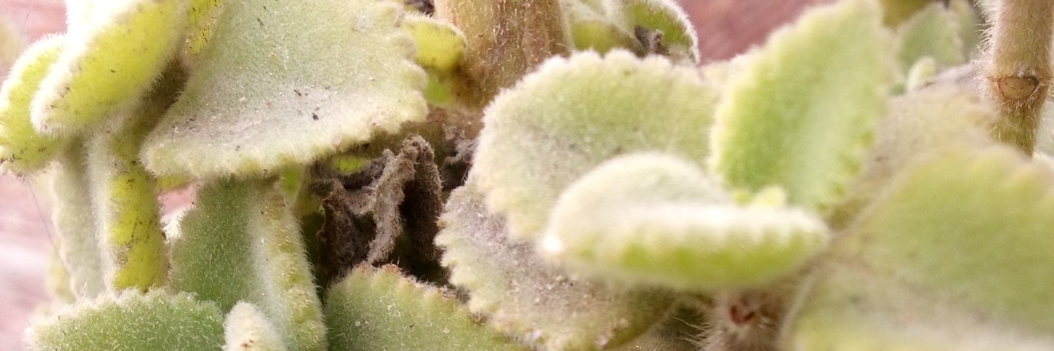 Foto Yang (Ø,G) banner