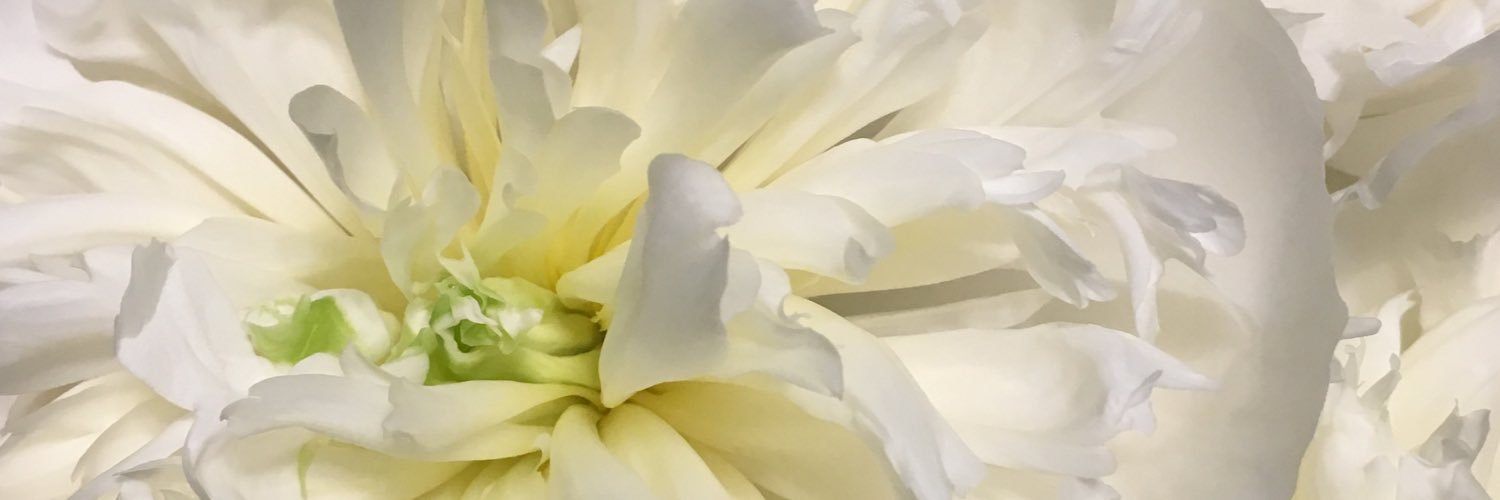 ayeshasiddique's profile banner image