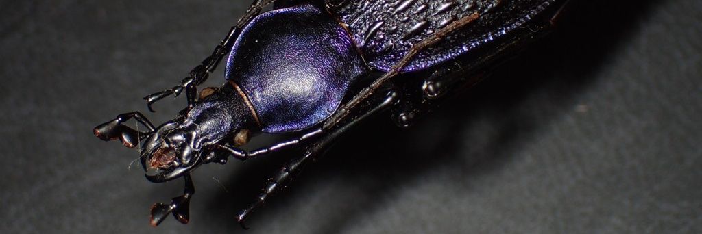 ユジンペンのおさむすぃ banner