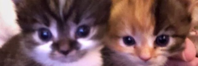luveurchey's profile banner image