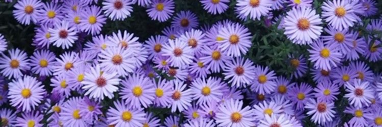 DemiAster's profile banner image