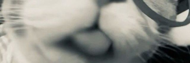 matchawlovers's profile banner image