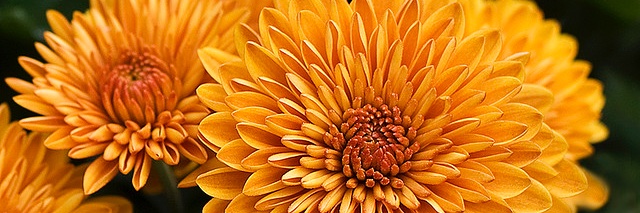 PopUpFactory's profile banner image