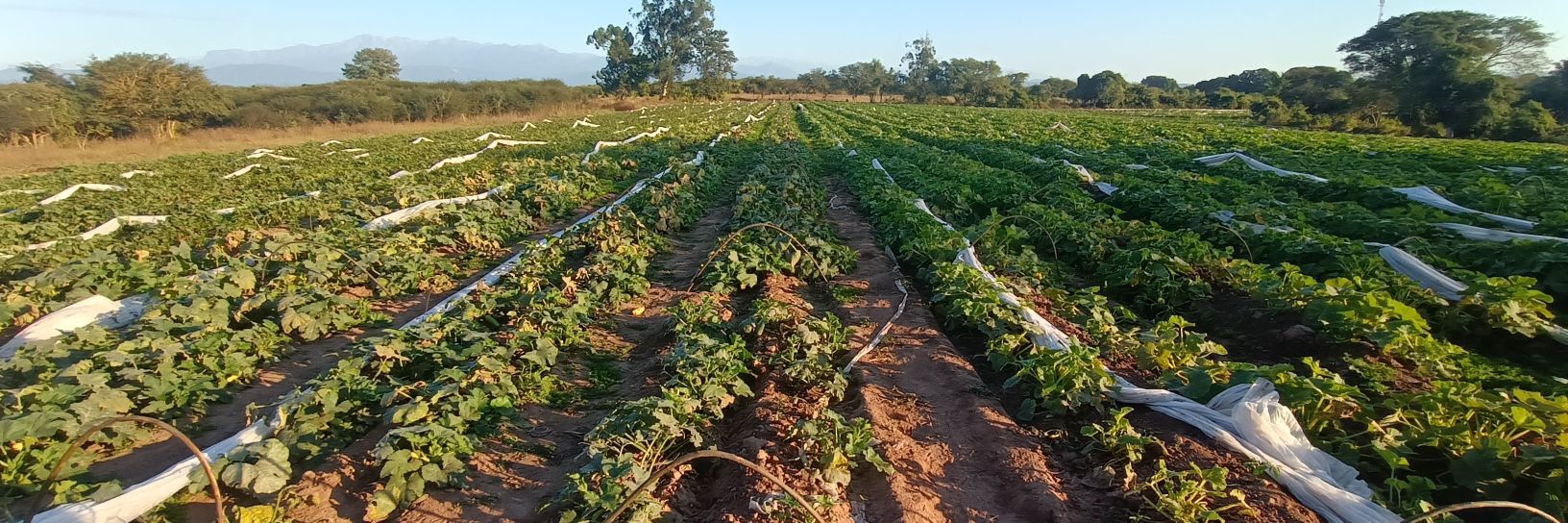 Bendrante🇦🇷🌽🥩🥛 banner