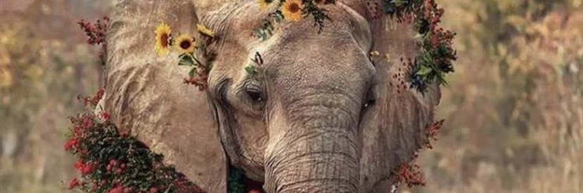 Imara Gomez Sevilla Velasquez banner