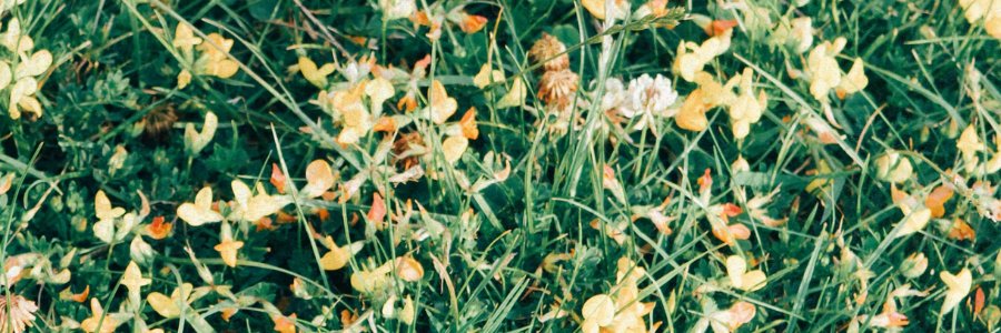 Intentional Lucie | Lifestyle Blogger banner