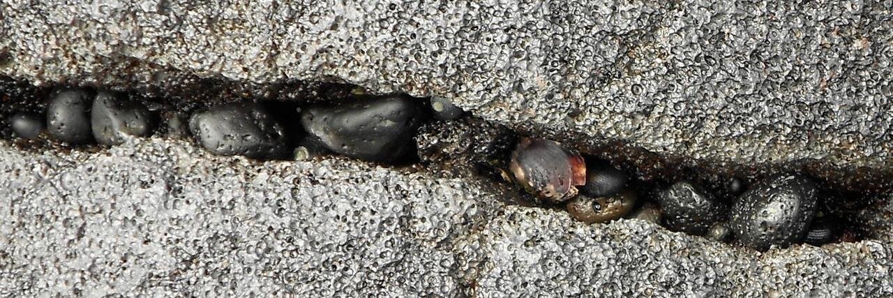 owlice, also @owlice.bsky.social banner