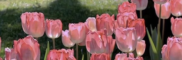 bellabella0502 Profile Banner