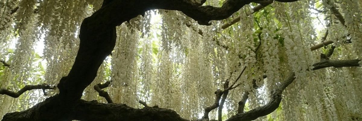 bcornla's profile banner image
