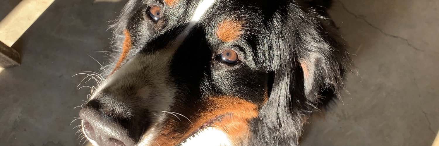 ambrosinnn's profile banner image