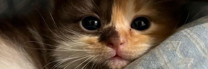 holaAiai's profile banner image
