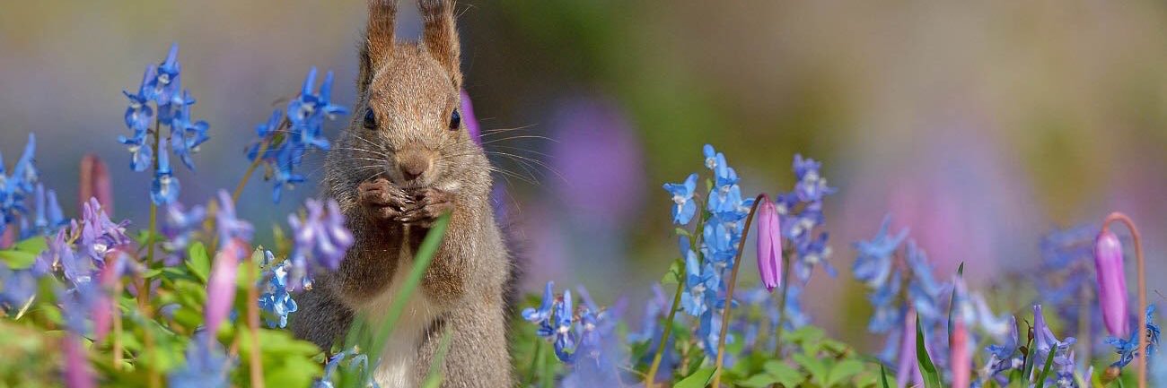 lunesolitaire's profile banner image
