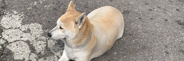 loyal_dog_eng2 Profile Banner
