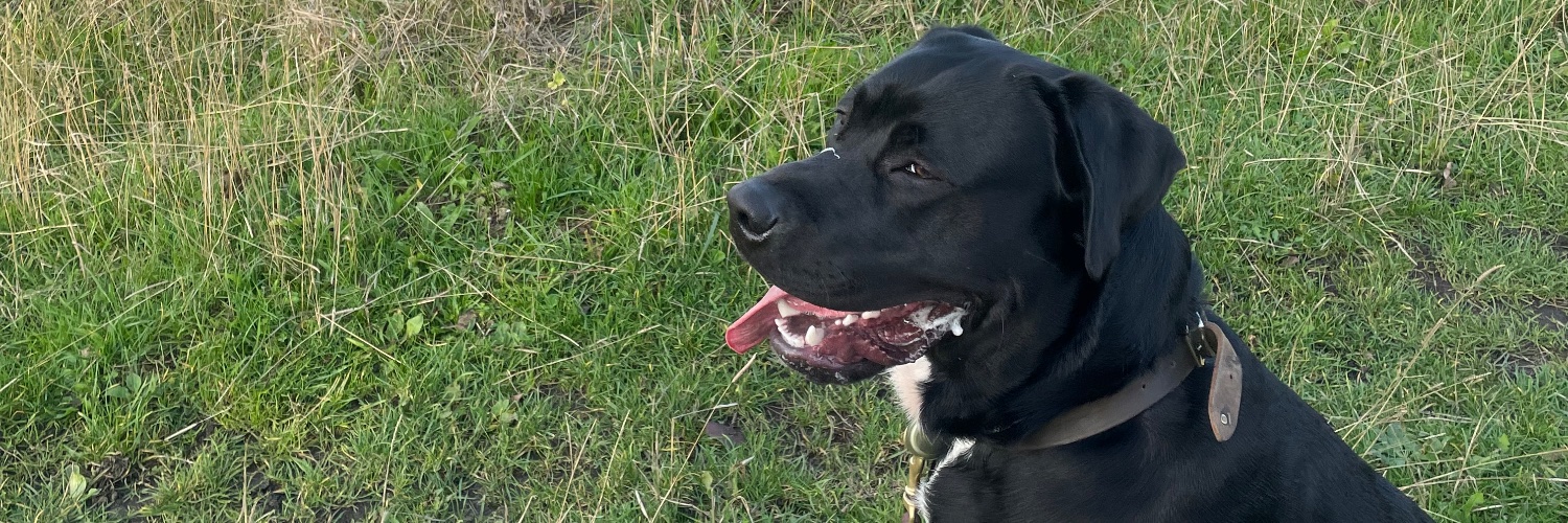 Dr Jill👩🏻‍💻🇮🇪🇸🇪🏳‍🌈 banner