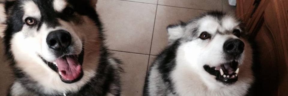 anniebelle1's profile banner image