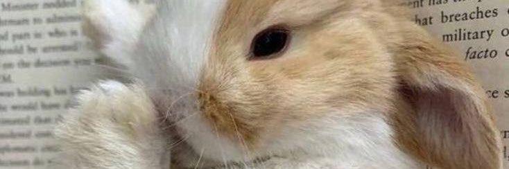 ૮꒰˶• ༝ •˶꒱ა banner