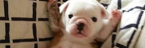 nyulliee's profile banner image
