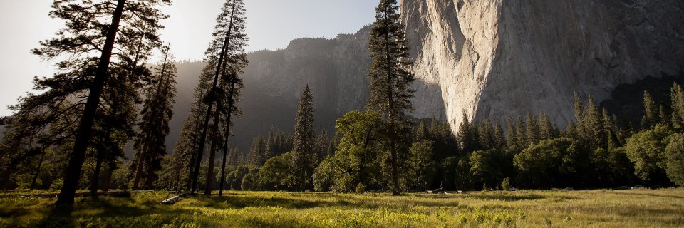 plantony's profile banner image