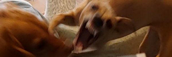 manbouharusame2 Profile Banner