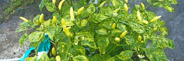 abdifatra_w Profile Banner