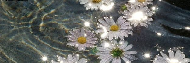 daisy banner
