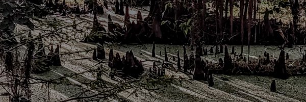 mycelial_pal Profile Banner