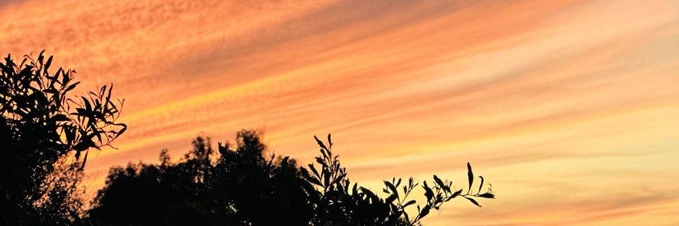 Libdawe Ly banner
