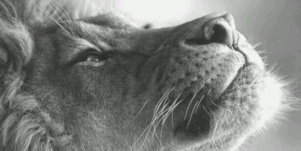 rafaeladlp's profile banner image