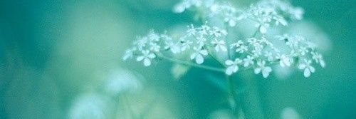 vio banner