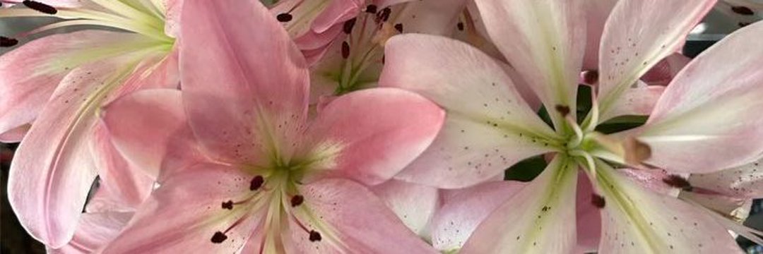 nina banner