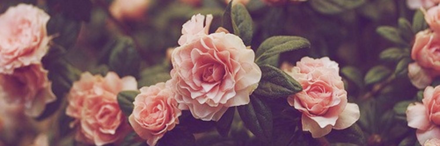 mellynows's profile banner image