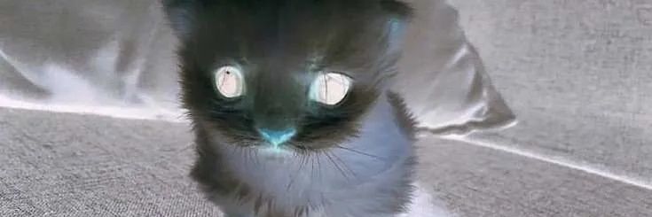 Evil TB's banner