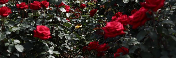 aie_cam Profile Banner