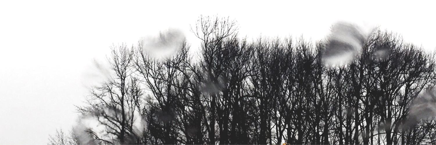 _lizard's profile banner image