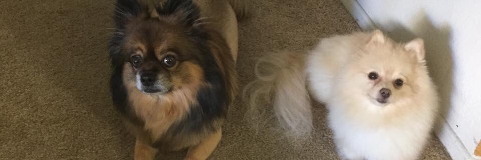 Estuardo G Ramos banner