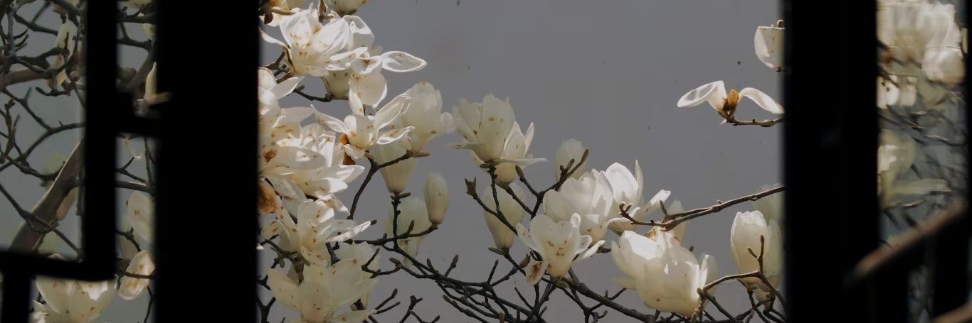 SiuTess23385's profile banner image