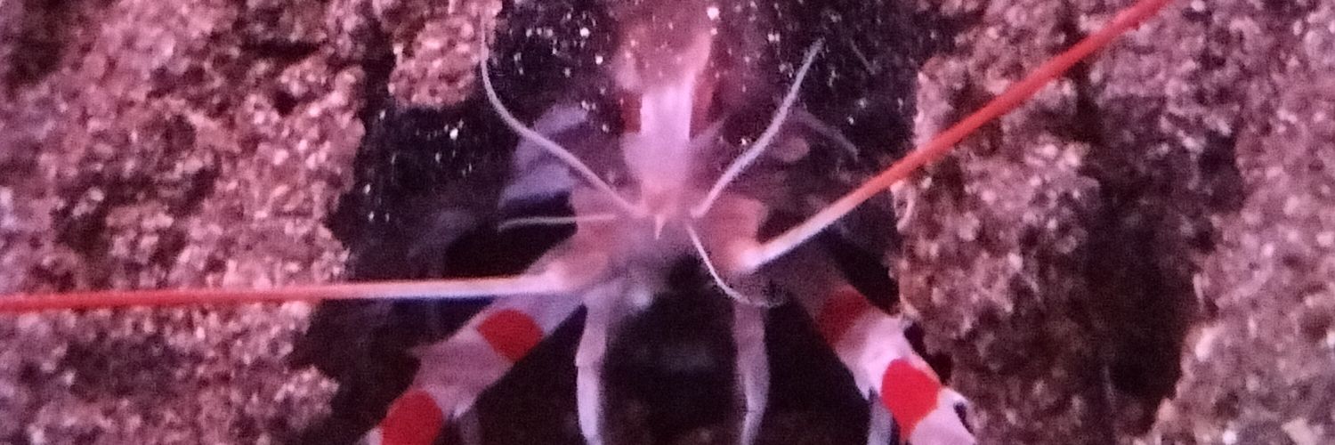 ネギが自生 banner