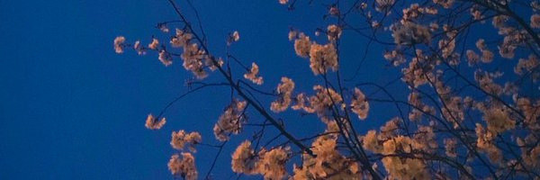 yuyu_dev0 Profile Banner