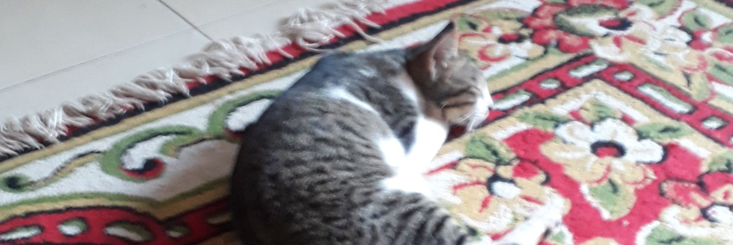 panjitotti's profile banner image