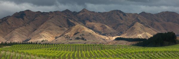 vinography Profile Banner