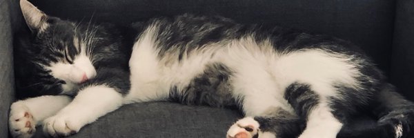 jjthehappycat Profile Banner