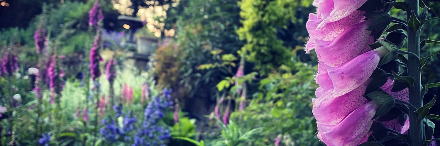 Diana Hall 🕊️ banner