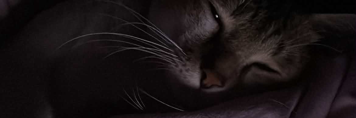 p0p้o banner