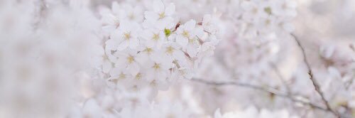 _EmelineF's profile banner image