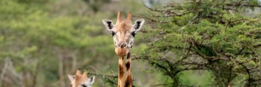 Anati Sandra Munduru banner