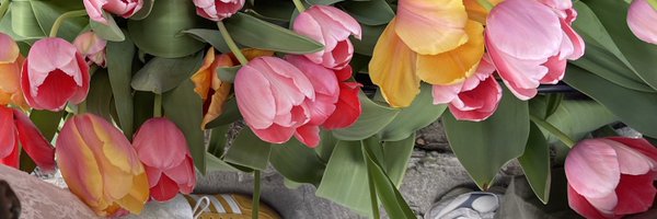 nellie__nelson Profile Banner