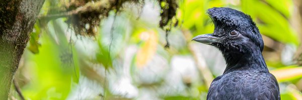 jeissonzamudio Profile Banner